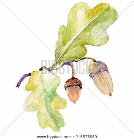Forest acorn in a hand drawn watercolor style isolated. Aquarelle acorn for background, texture, wrapper pattern, frame or border.