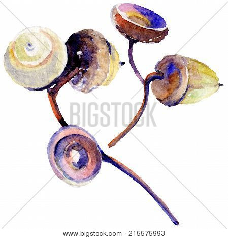 Forest acorn in a hand drawn watercolor style isolated. Aquarelle acorn for background, texture, wrapper pattern, frame or border.
