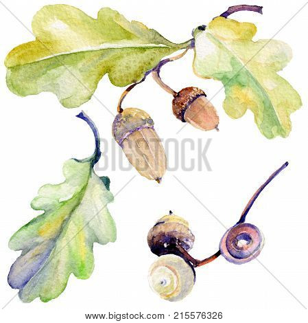 Forest acorn in a hand drawn watercolor style isolated. Aquarelle acorn for background, texture, wrapper pattern, frame or border.