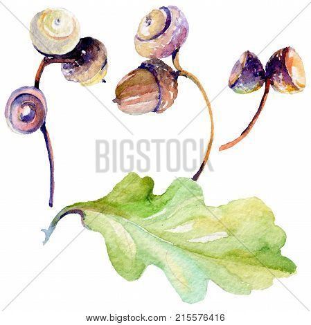 Forest acorn in a hand drawn watercolor style isolated. Aquarelle acorn for background, texture, wrapper pattern, frame or border.