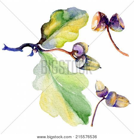 Forest acorn in a hand drawn watercolor style isolated. Aquarelle acorn for background, texture, wrapper pattern, frame or border.