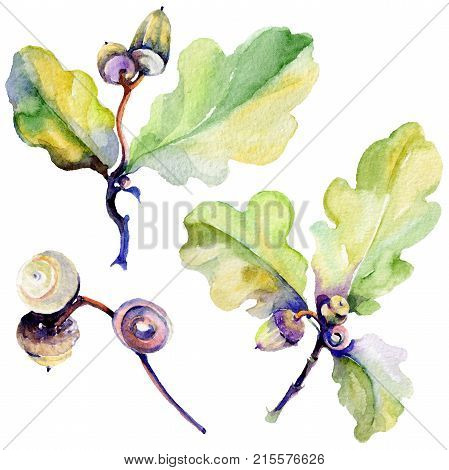 Forest acorn in a hand drawn watercolor style isolated. Aquarelle acorn for background, texture, wrapper pattern, frame or border.