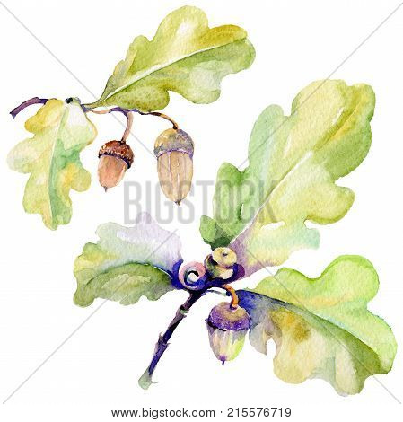 Forest acorn in a hand drawn watercolor style isolated. Aquarelle acorn for background, texture, wrapper pattern, frame or border.