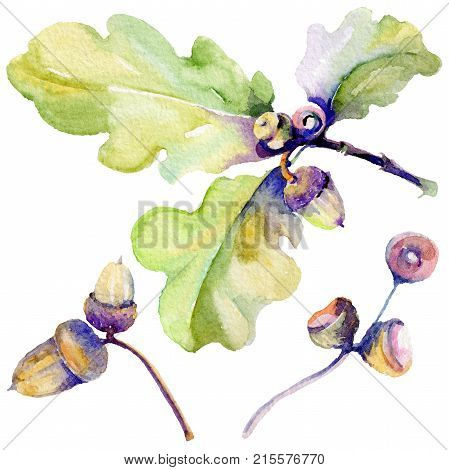 Forest acorn in a hand drawn watercolor style isolated. Aquarelle acorn for background, texture, wrapper pattern, frame or border.