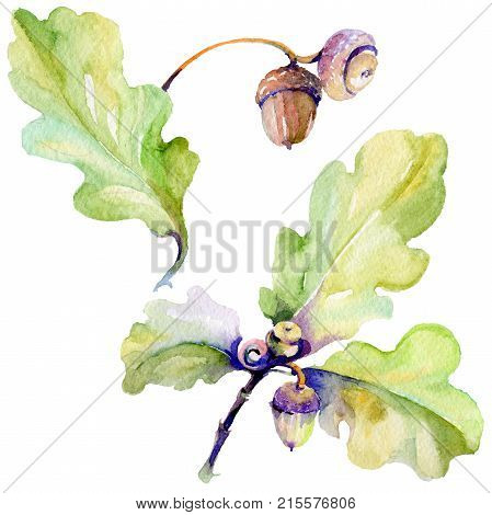 Forest acorn in a hand drawn watercolor style isolated. Aquarelle acorn for background, texture, wrapper pattern, frame or border.