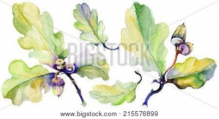Forest acorn in a hand drawn watercolor style isolated. Aquarelle acorn for background, texture, wrapper pattern, frame or border.