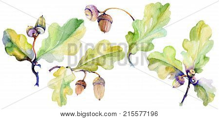 Forest acorn in a hand drawn watercolor style isolated. Aquarelle acorn for background, texture, wrapper pattern, frame or border.