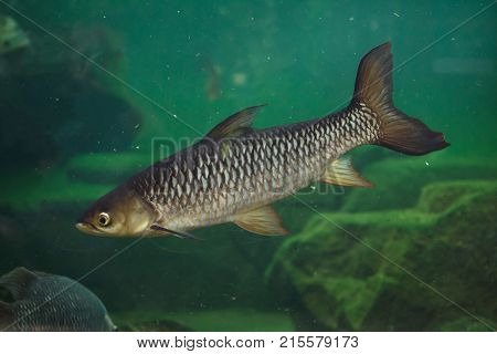 Hoven's carp (Leptobarbus hoevenii), also known as the mad barb or sultan fish.