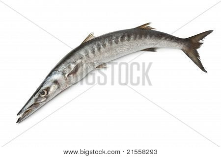 Hele det indre frisk Barracuda fisk