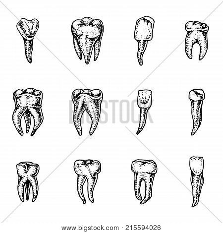 molar teeth enamel, dental set. work of the dentist and care for children. oral cavity clean or dirty. health or caries human. engraved hand drawn in old sketch, vintage style. symbol of medicine