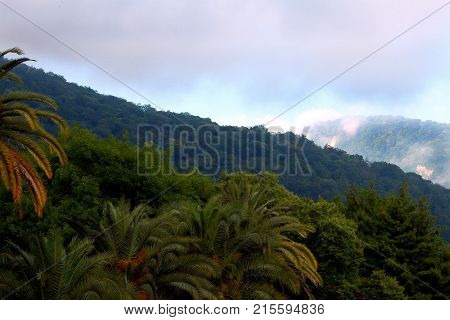 In the foreground there are green palms different trees fir trees trees with unknown red flowers. In the middle of the frame is a green forest growing on the mountainside. In the background the mountains are covered with clouds and the sky is gray in clou