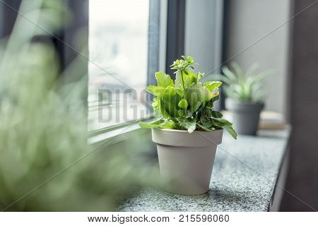 close up view of green plant in flowerpot on windowsill in room