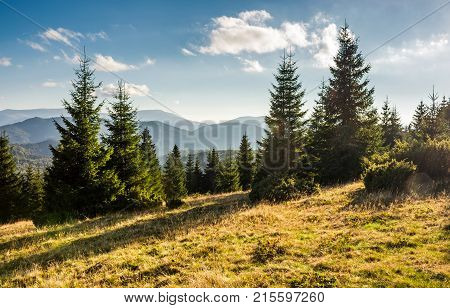 Spruce Forest On Grassy Hills In Sunset Light