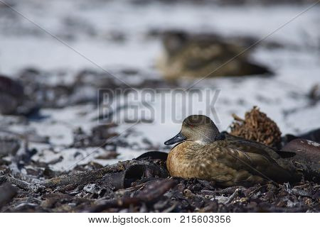Crested Duck (Lophonetta specularioides specularioides) on a sandy beach on Sea Lion Island in the Falkland Islands.