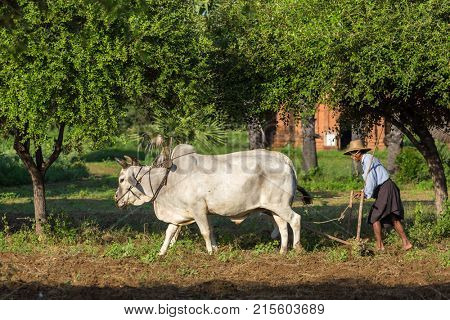 Bagan, Maynmar - October 11, 2016: Unidentified burmese farmer driving an oxcart during sunrise in Bagan, Myanmar.