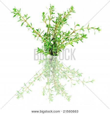 Thymian