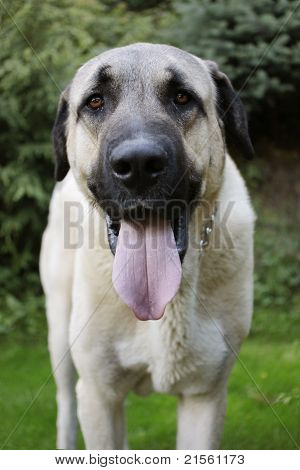Anadolu çoban köpeği