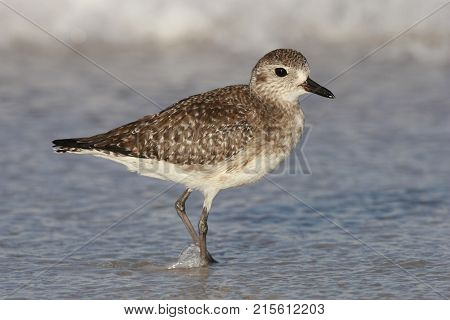 A Black-bellied Plover, pluvialis squatarola in non-breeding plumage at the shoreline on a beach in Florida.
