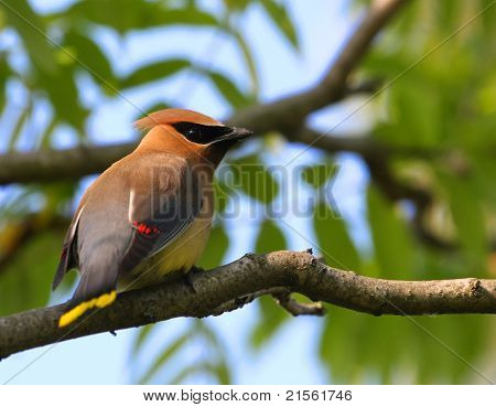 Ampelis americano
