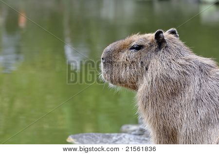 Capybara