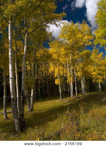 Aspens luminoso In un bosco buio