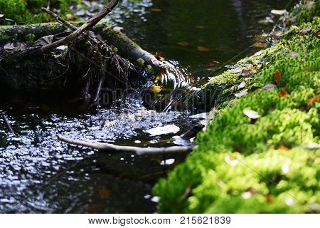 creek in the dense forest among the stones and moss