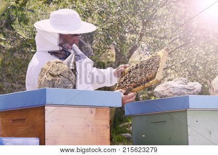 Honey bee keeper checking on his bees
