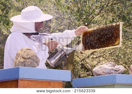 Bee keeper checking his bees