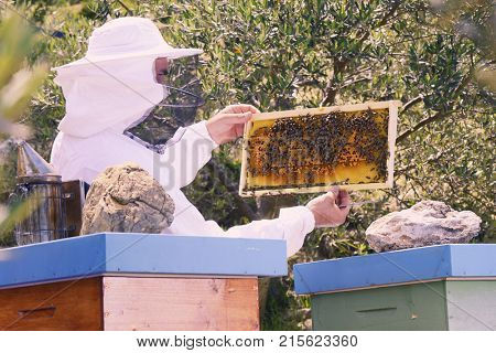 Bee keeper cheking bees in hive