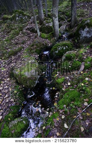 creek in the dense forest among the stones and moss