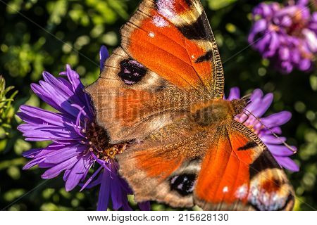 Butterfly on violet flower on the field