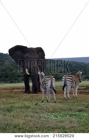 Elephant defending water hole in dry season in Kruger Park in South África.