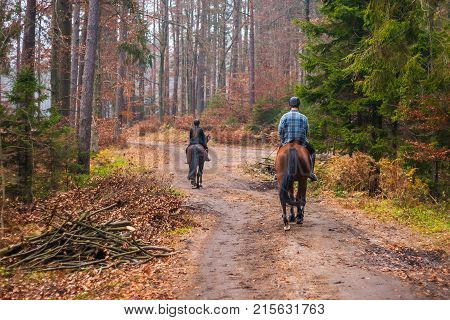 Riding A Horse On The Ground Road In The Forest.
