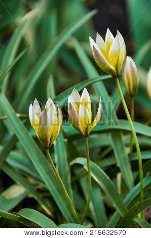Yellow tulips flowers (Tulipa tarda) in the forest