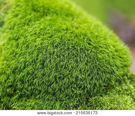 close up lush green velvet moss with defocused background