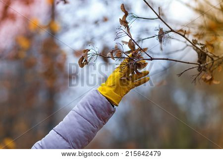 A female hand in a yellow, rubber glove, reaches for the autumn leaf, which weighs on a tree.