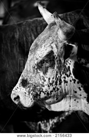 Toro rodeo B&W