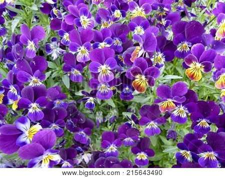 Purple and Yellow Johnny Jump Ups in green garden