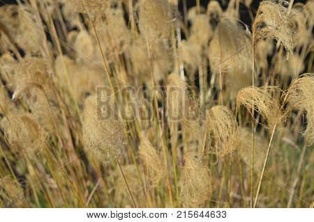 Miscanthus Nepalensis