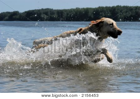 Glade gul Labrador hoppe i vandet