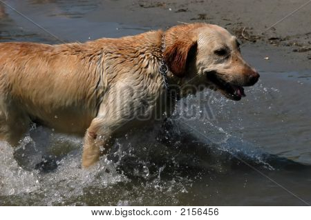 Glade gul Labrador stående i vand