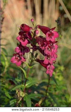Penstemon Rich Ruby