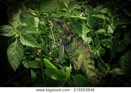 Wild life in Tayrona national park, Colombia