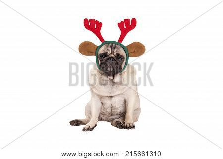cute pug puppy dog with reindeer antlers diadem for Christmas sitting down looking grumpy isolated on white background