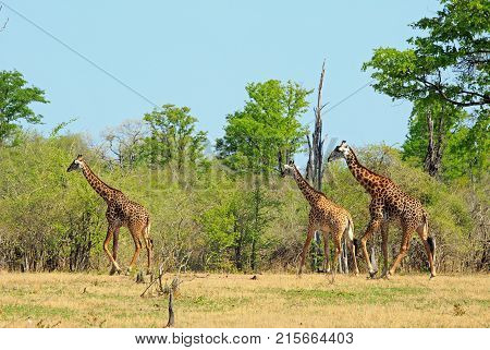 Journey of Thornicroft Giraffe walking across the open plains with a natural bush vbackground in Spouth Luangwa National Park Zambia southern africa