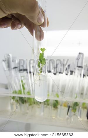 Hand with a test tube with in vitro cloned microplant in a nutrient medium on background with stand of test tubes with microplants.