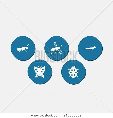 Collection Of Gnat, Beetle, Monarch And Other Elements.  Set Of 5 Zoology Icons Set.