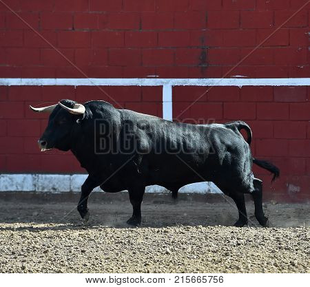 bull in spain with big horns running in bulring