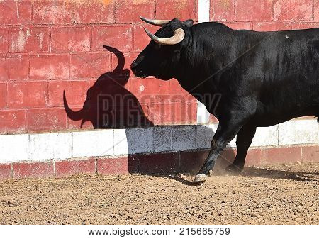 bull in spain with big horns running in bulring