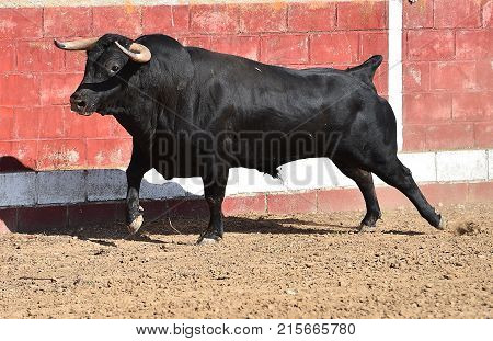 bull in spain with big horns running in bulring